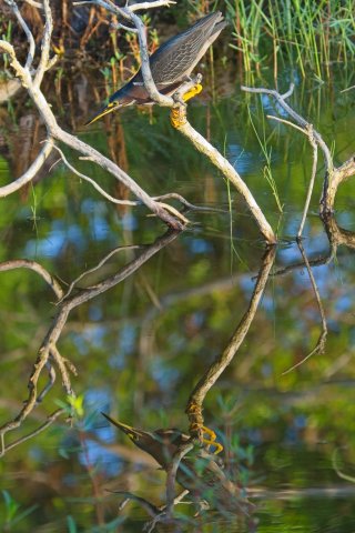 The Silent Mastery of the Green Heron in Lakes Park