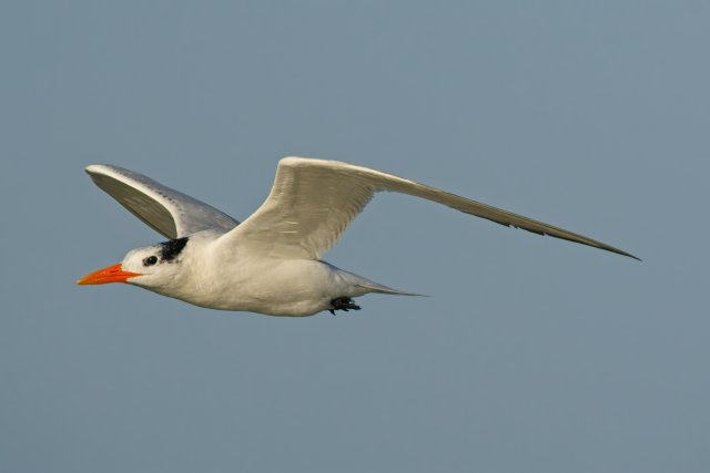 Soaring Majesty: The Royal Tern of Carlos Point