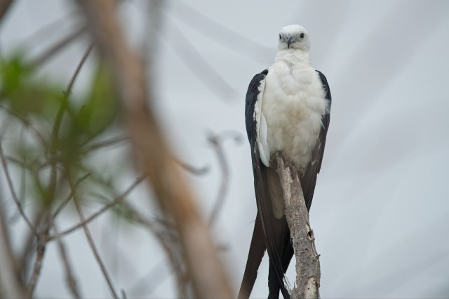 Swallow-tailed Kite Perched at Ding Darling: A Conservation Gem