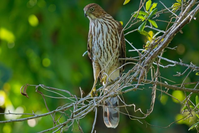 A Fiery Gaze in Rotary Park: Observing the Cooper's Hawk