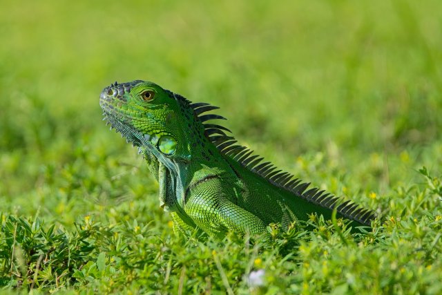 Green Iguana Basking in Lakes Park