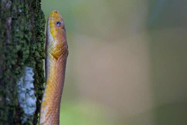 A Yellow Rat Snake's Climb in Six Mile Cypress Slough Preserve