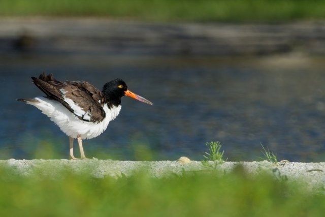 American Oystercatcher Foraging at Carlos Point Mudflats