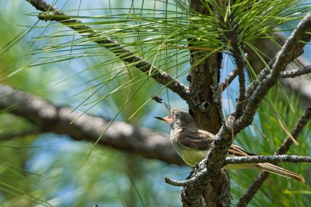 The Sun-Drenched Hunter: Great Crested Flycatchers in Southwest Florida's Marsh Trails