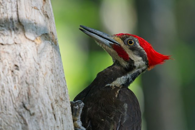 Pileated Woodpecker in the Six Mile Cypress Slough Preserve