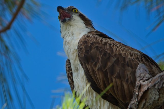 The Golden Gaze of the Osprey in Lakes Park