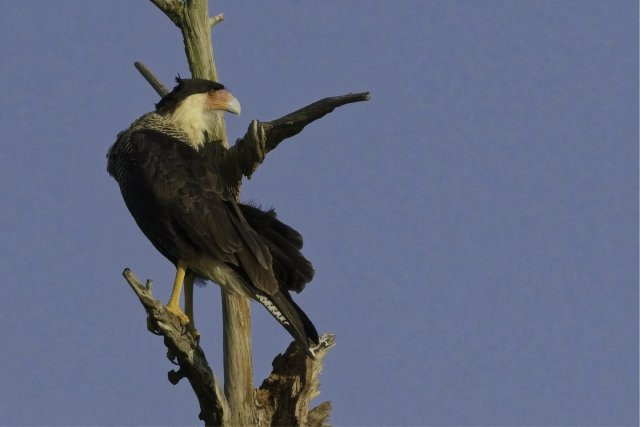 The Crested Caracara: An Unconventional Hunter's Life in Lehigh Acres