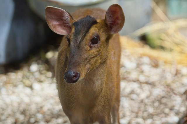 Reeve's Muntjac camouflage and behavior in Sarasota Jungle Gardens