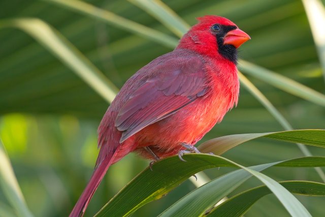 Florida's Fiery Gem: Observing the Enduring Northern Cardinal in Rotary Park