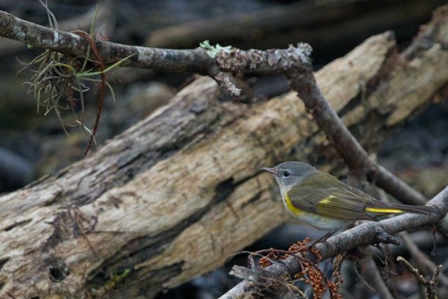 A Moment of Stillness: American Redstarts in the Six Mile Cypress Slough Preserve