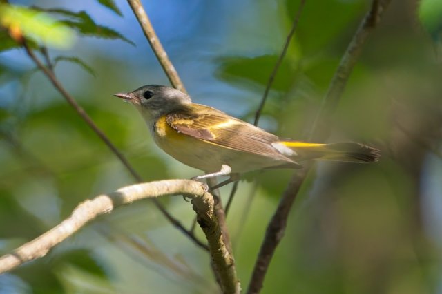 American Redstart in Action: A Bright Spot at Six Mile Cypress Slough