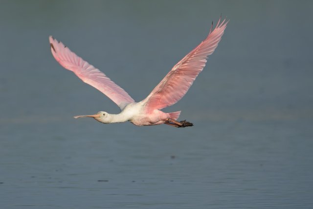 Roseate Spoonbills Soar Over J.N. Ding Darling Wetland