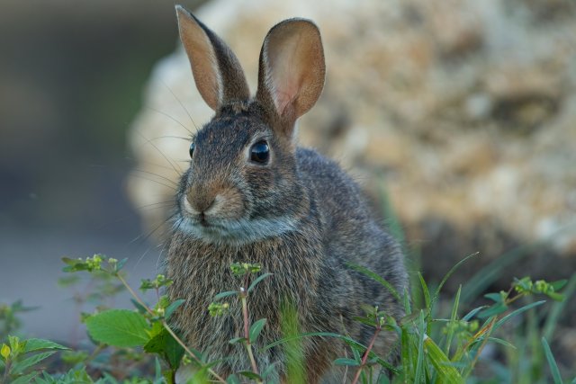 Eastern Cottontail at Lakes Park