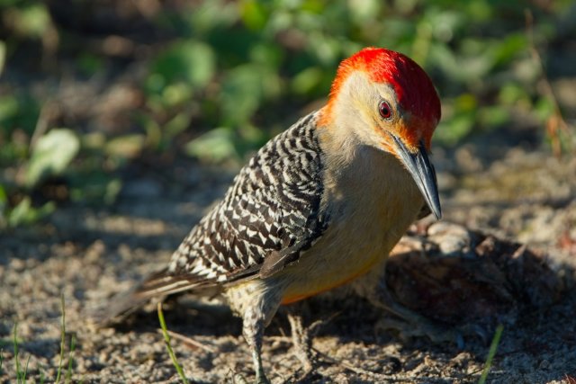 The Ground Forager of Lakes Park: Discovering the Red-bellied Woodpecker