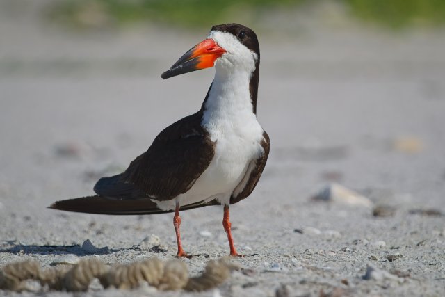 Black Skimmer behavior at Carlos Point Florida