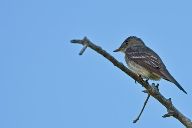 Eastern Wood Pewee in Flight at Lakes Park: Expert Flycatching