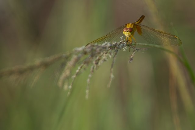 Scarlet Skimmer Portrait at Harns Marsh Preserve: Life in Southwest Florida Wetlands