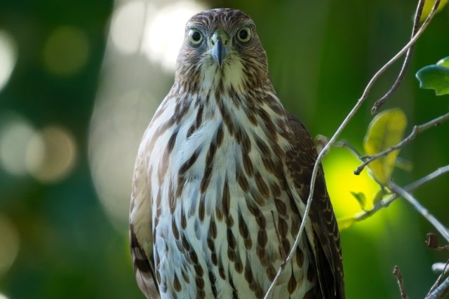 A Fiery Gaze in Rotary Park: Observing the Cooper's Hawk