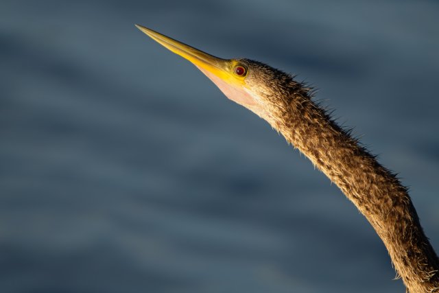 Anhinga in Lakes Park: How to Spot These Waterfowl in Southwest Florida