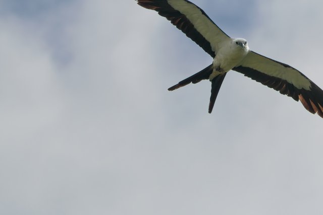 Acrobatic Skies Over J.N. Ding Darling: The Swallow-tailed Kite
