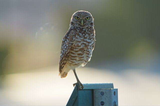 Burrowing Owls in Pelican Baseball Complex Florida: How these birds adapt to urban landscapes