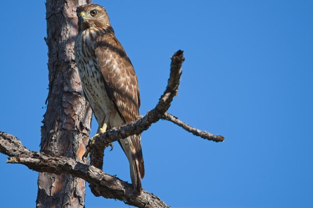 Red-shouldered Hawks of Crew Flint Pen Strand: Masters of the Florida Wetlands