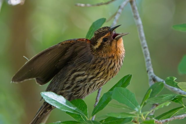 The Silent Language of Red Winged Blackbirds at Lakes Park