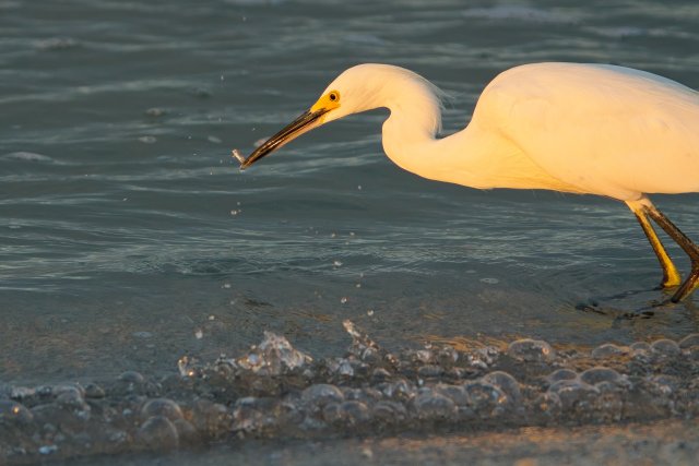 Snowy Egret foraging at Bowman's Beach on Sanibel Island