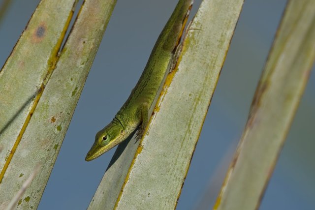 Discovering the Green Anole in Lakes Park Southwest Florida