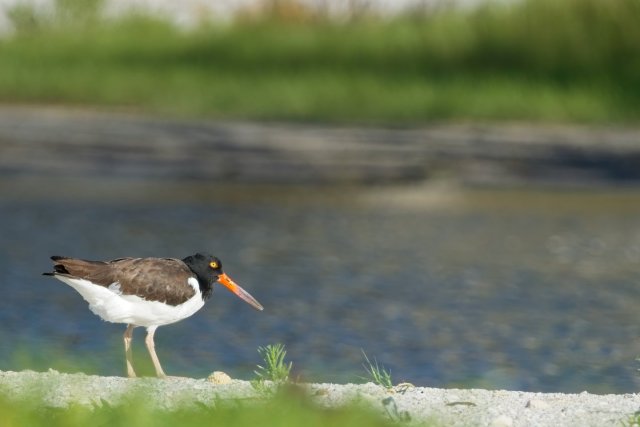 American Oystercatcher Foraging at Carlos Point Mudflats