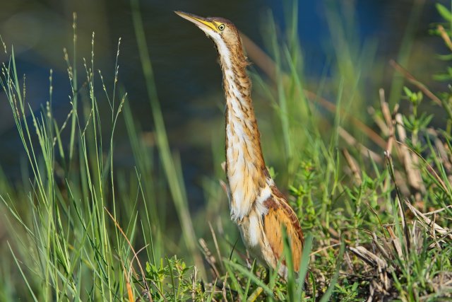 Least Bittern sightings and habitat identification at Lakes Park