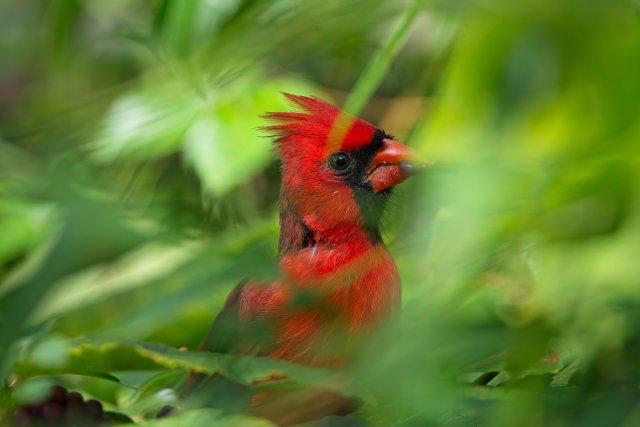 Northern Cardinal Identification at Six Mile Cypress Slough Preserve
