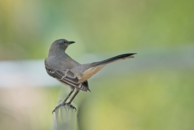 Northern Mockingbird behavior at Six Mile Cypress Slough Preserve Florida