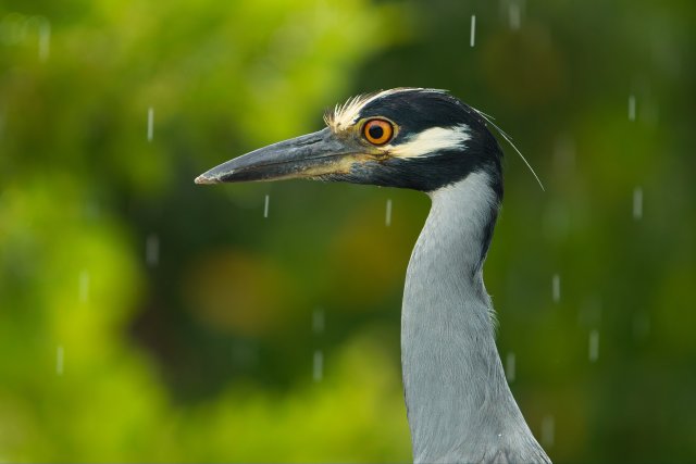 Observing the Yellow-crowned Night Heron at J.N. Ding Darling Refuge