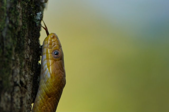 A Yellow Rat Snake's Climb in Six Mile Cypress Slough Preserve