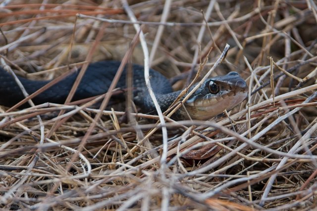 Southern Black Racer Identification at Harns Marsh Preserve, Florida Guide