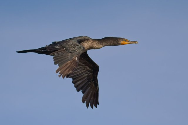 Soaring Above Harns Marsh: The Majesty of the Double-crested Cormorant