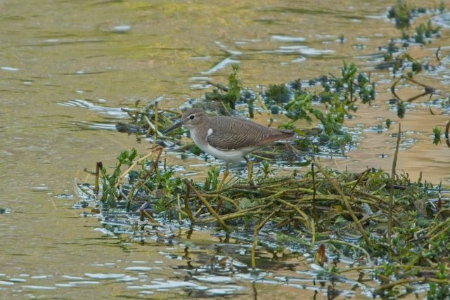 Spotted Sandpipers: Bobbing Along in Harns Marsh