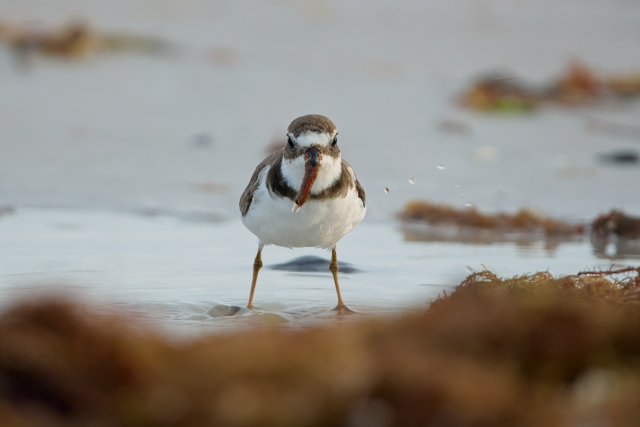 Semipalmated Plover Foraging on Mudflats at Bowditch Point Park
