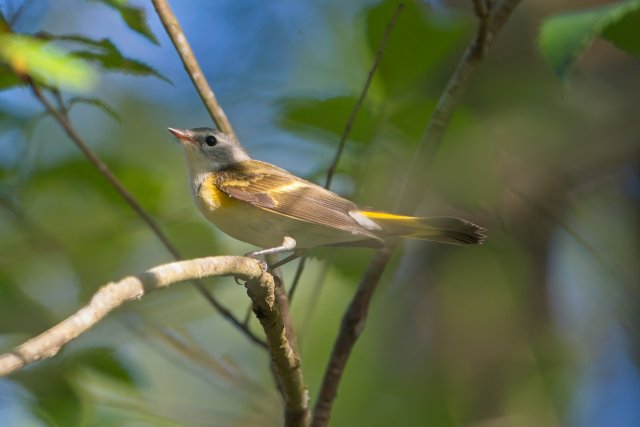 American Redstart in Action: A Bright Spot at Six Mile Cypress Slough