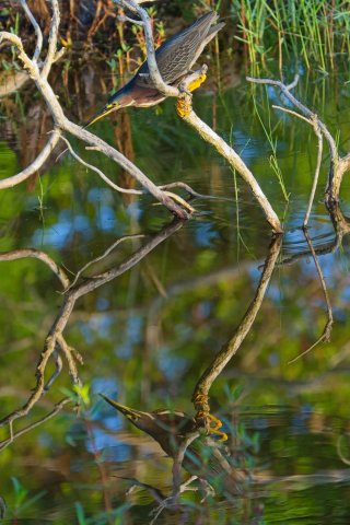 The Silent Mastery of the Green Heron in Lakes Park