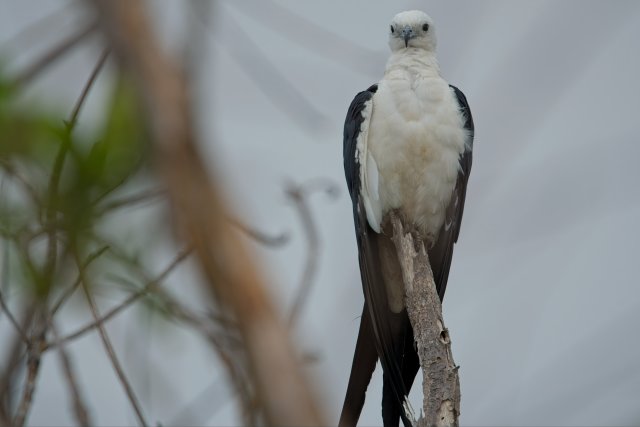 Swallow-tailed Kite Perched at Ding Darling: A Conservation Gem