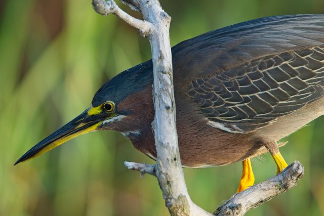 Green Heron Hunting in Lakes Park Wetlands