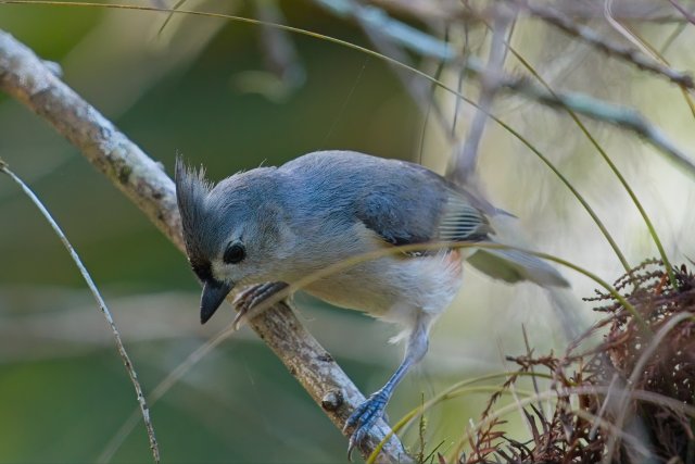 Tufted Titmouse at CREW Bird Rookery Swamp Trails