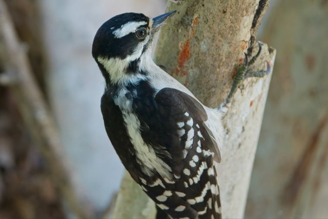 Arboreal Acrobatics: Discovering the Downy Woodpecker in Lakes Park
