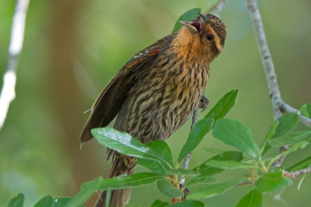 The Silent Language of Red Winged Blackbirds at Lakes Park