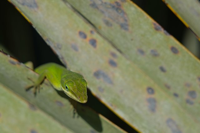 Green Anole in Lakes Park: How Camouflage Helps Survival