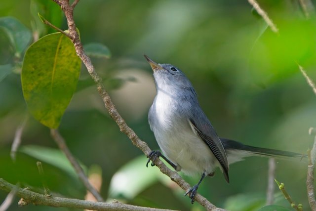 Blue-gray Gnatcatcher at Rotary Park