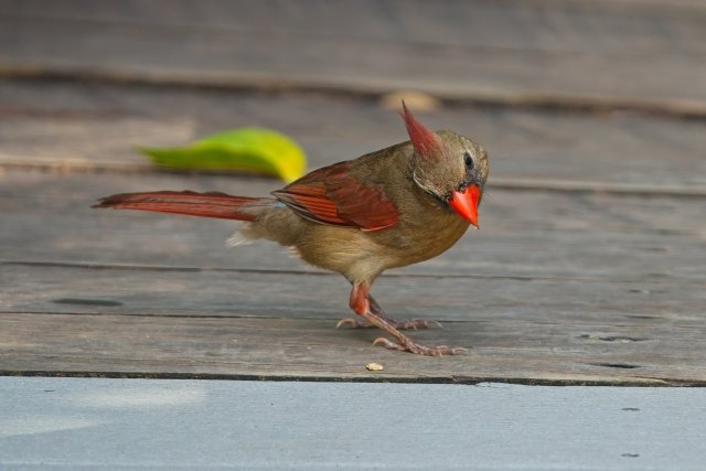 Northern Cardinals of Six Mile Cypress Slough Preserve