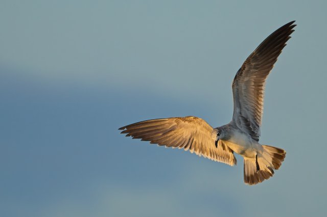 Laughing Gull behavior at Bowman's Beach Florida coast